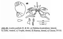 Lindia torulosa
