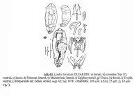 Lindia torulosa