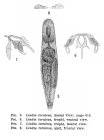 Lindia torulosa