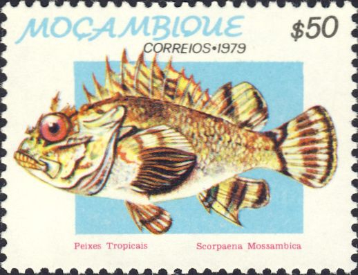 Scorpaena mossambica Scorpaena mossambica