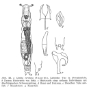 Lindia torulosa