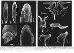 Lindia torulosa