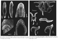 Lindia torulosa