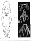Lindia torulosa