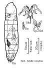 Lindia torulosa