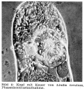 Lindia torulosa