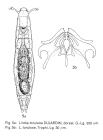 Lindia torulosa