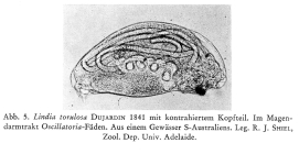 Lindia torulosa