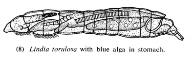 Lindia torulosa