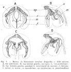 Lindia torulosa