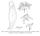 Lindia torulosa