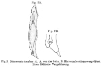 Lindia torulosa