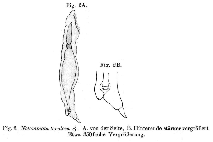 Lindia torulosa Lindia torulosa