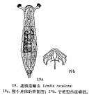 Lindia torulosa