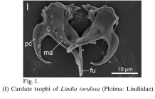 Lindia torulosa