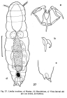 Lindia torulosa
