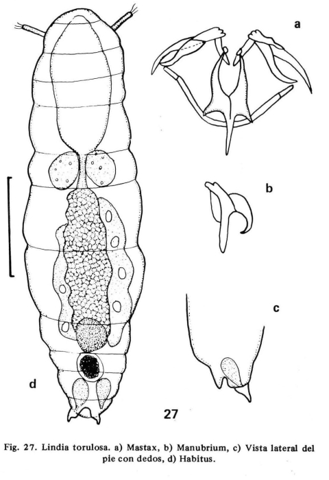 Lindia torulosa Lindia torulosa