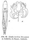 Lindia torulosa