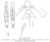 Lindia torulosa