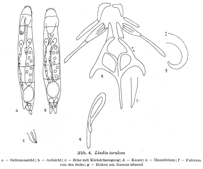 Lindia torulosa Lindia torulosa