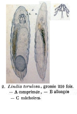 Lindia torulosa - Original description image