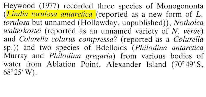 Lindia torulosa antarctica - Original description image