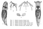 Lindia truncata