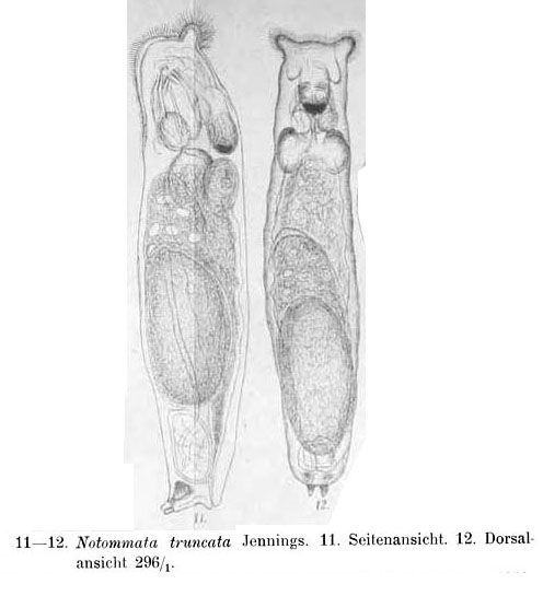 Lindia truncata Lindia truncata