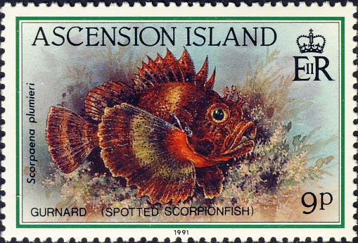 Scorpaena plumieri Scorpaena plumieri