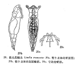 Lindia truncata
