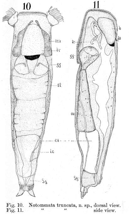 Lindia truncata Lindia truncata