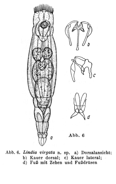 Lindia virgata - Original description image