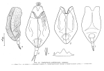 Lophocharis ambidentata