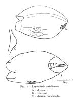 Lophocharis ambidentata - Original description image