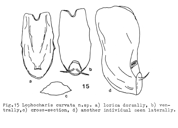 Lophocharis curvata - Original description image