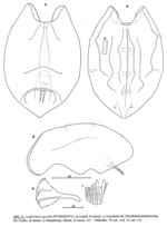 Lophocharis gracilis
