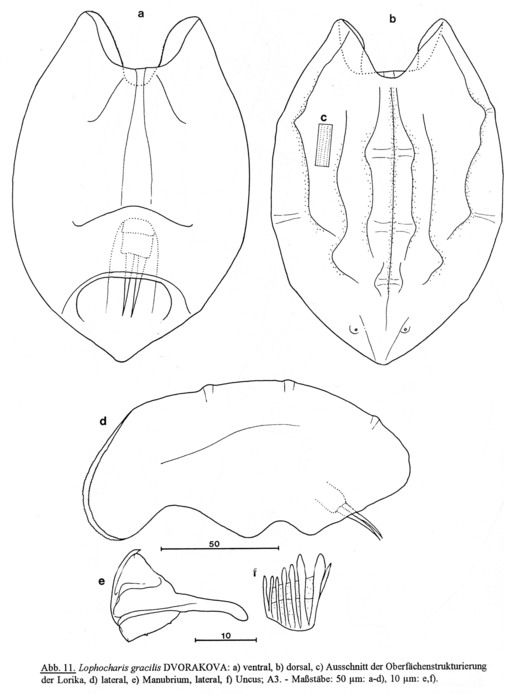 Lophocharis gracilis Lophocharis gracilis