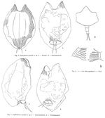 Lophocharis gracilis - Original description image