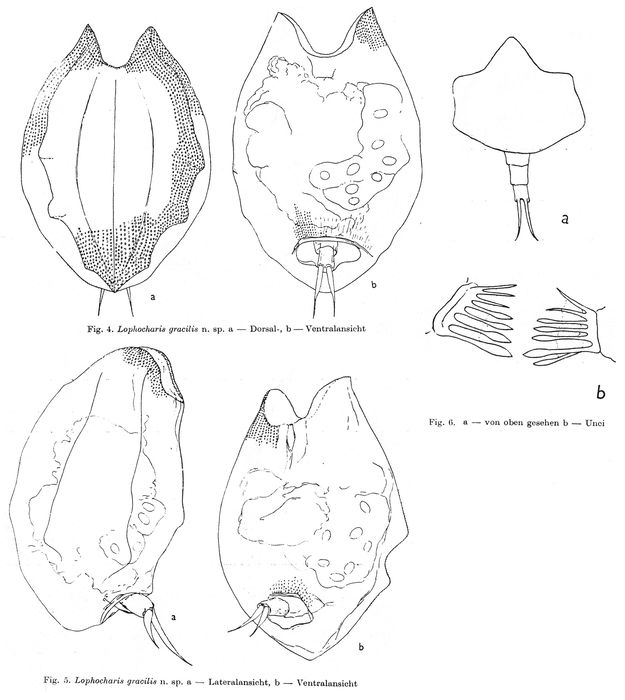 Lophocharis gracilis - Original description image