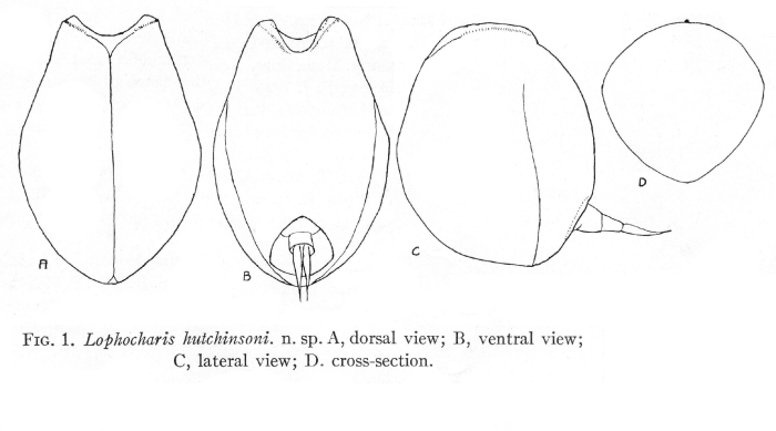 Lophocharis hutchinsoni - Original description image