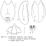 Lophocharis kutikovae - Original description image