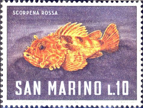 Scorpaena scrofa Scorpaena scrofa