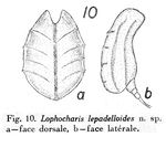 Lophocharis lepadelloides - Original description image