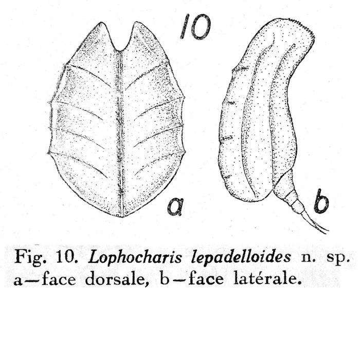 Lophocharis lepadelloides - Original description image