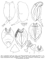 Lophocharis naias - Original description image