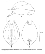 Lophocharis oxysternon