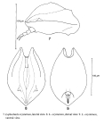 Lophocharis oxysternon