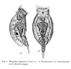 Lophocharis oxysternon