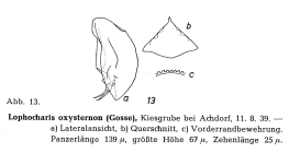 Lophocharis oxysternon