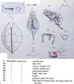 Lophocharis oxysternon